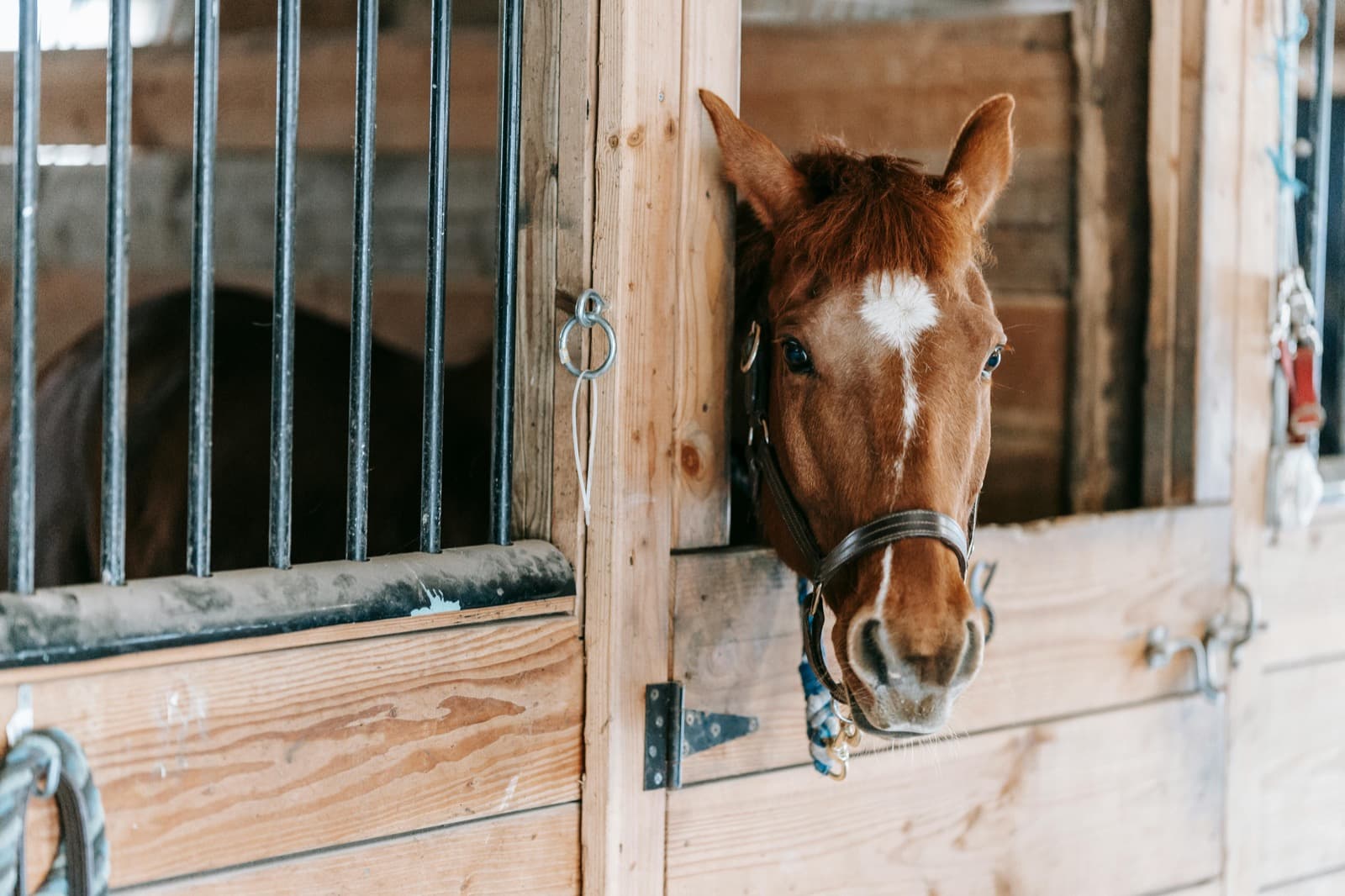 A chestnut horse with a white blaze looking out from a stable door, ears forward, watching the yard.