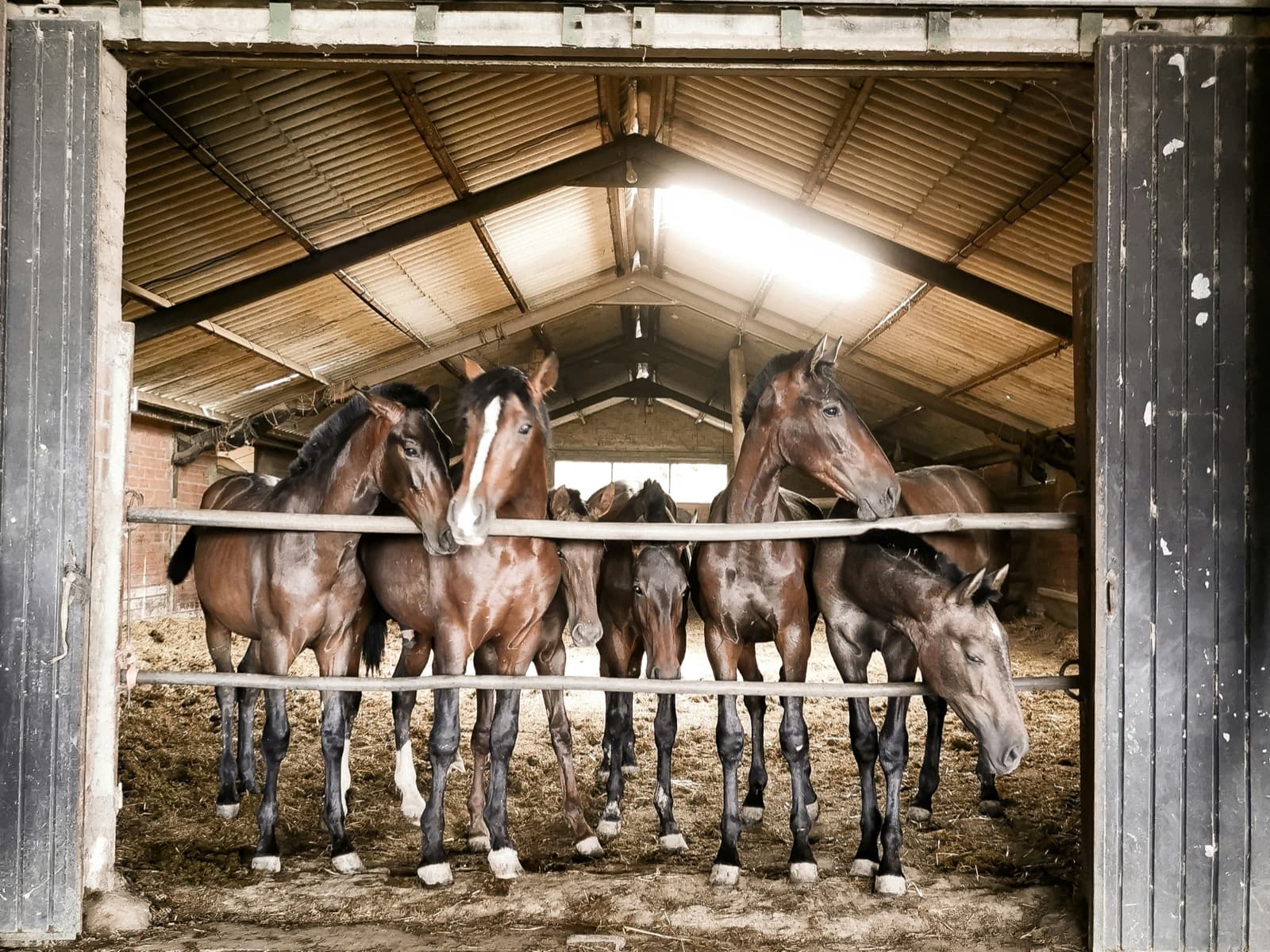 A small herd of bay horses in a wooden stable, framed by the open barn doors — the kind of yard a horse owner is trying to find online.