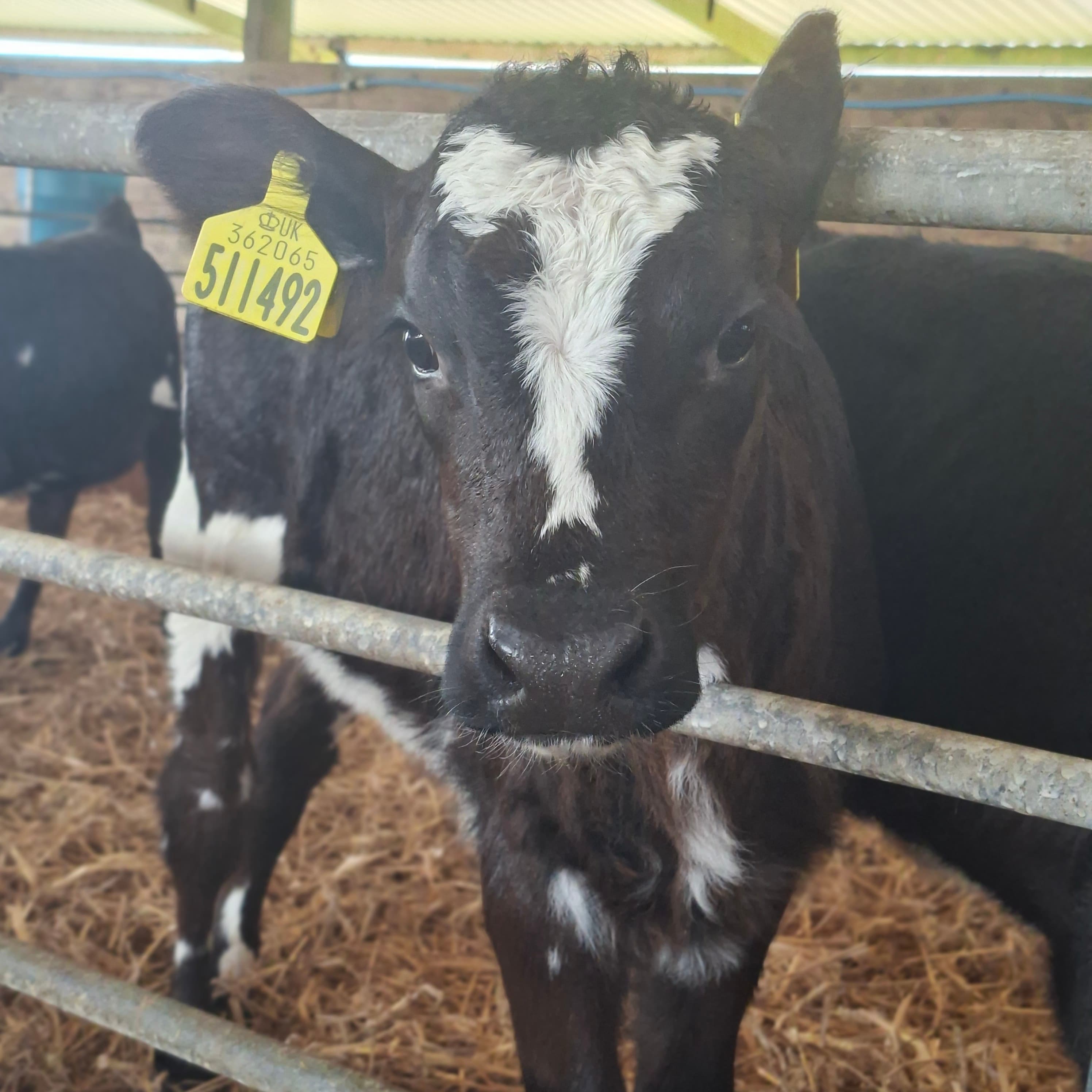 ES Farm & Equine Services