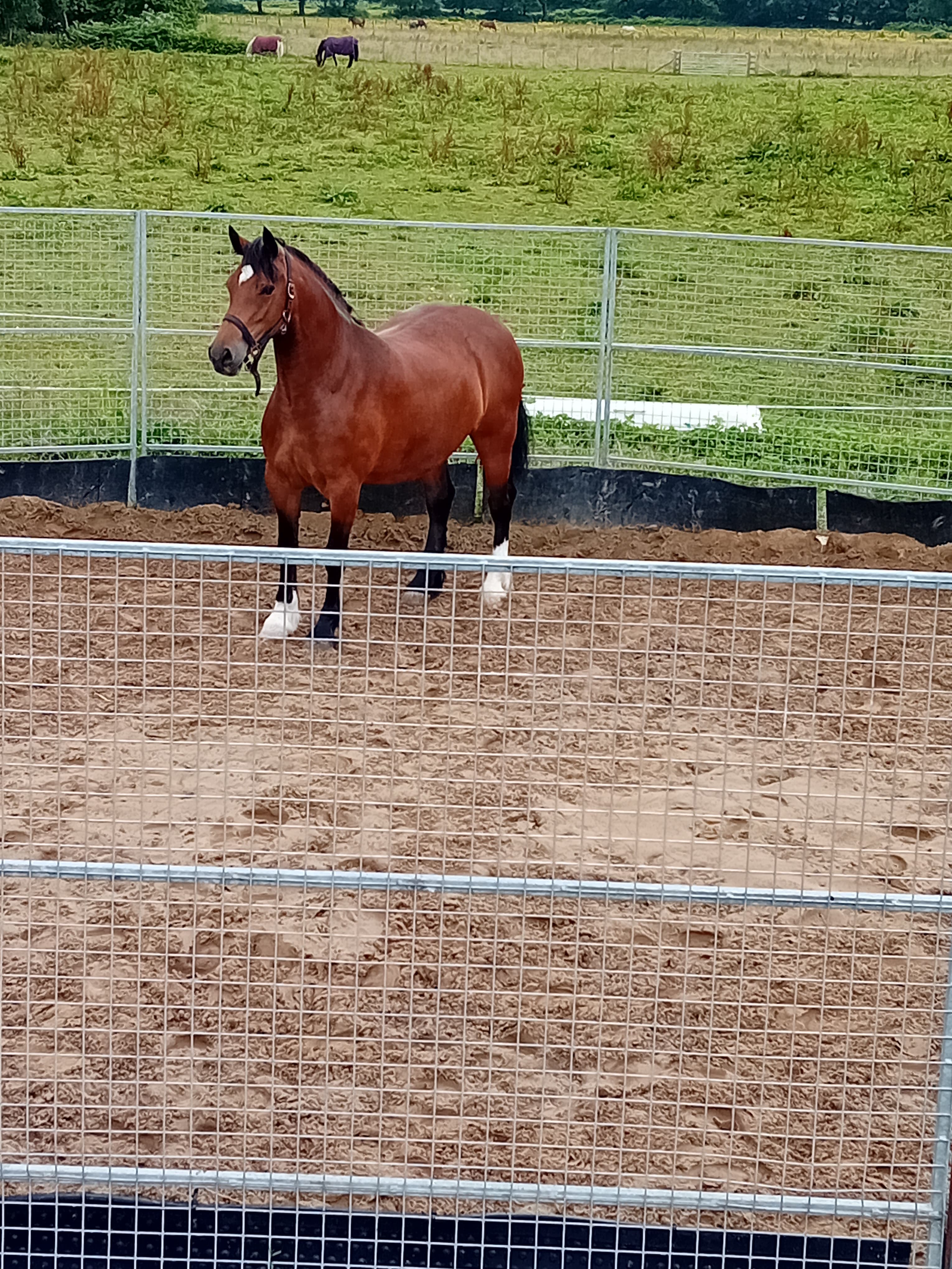 Alltwen ISAF farm