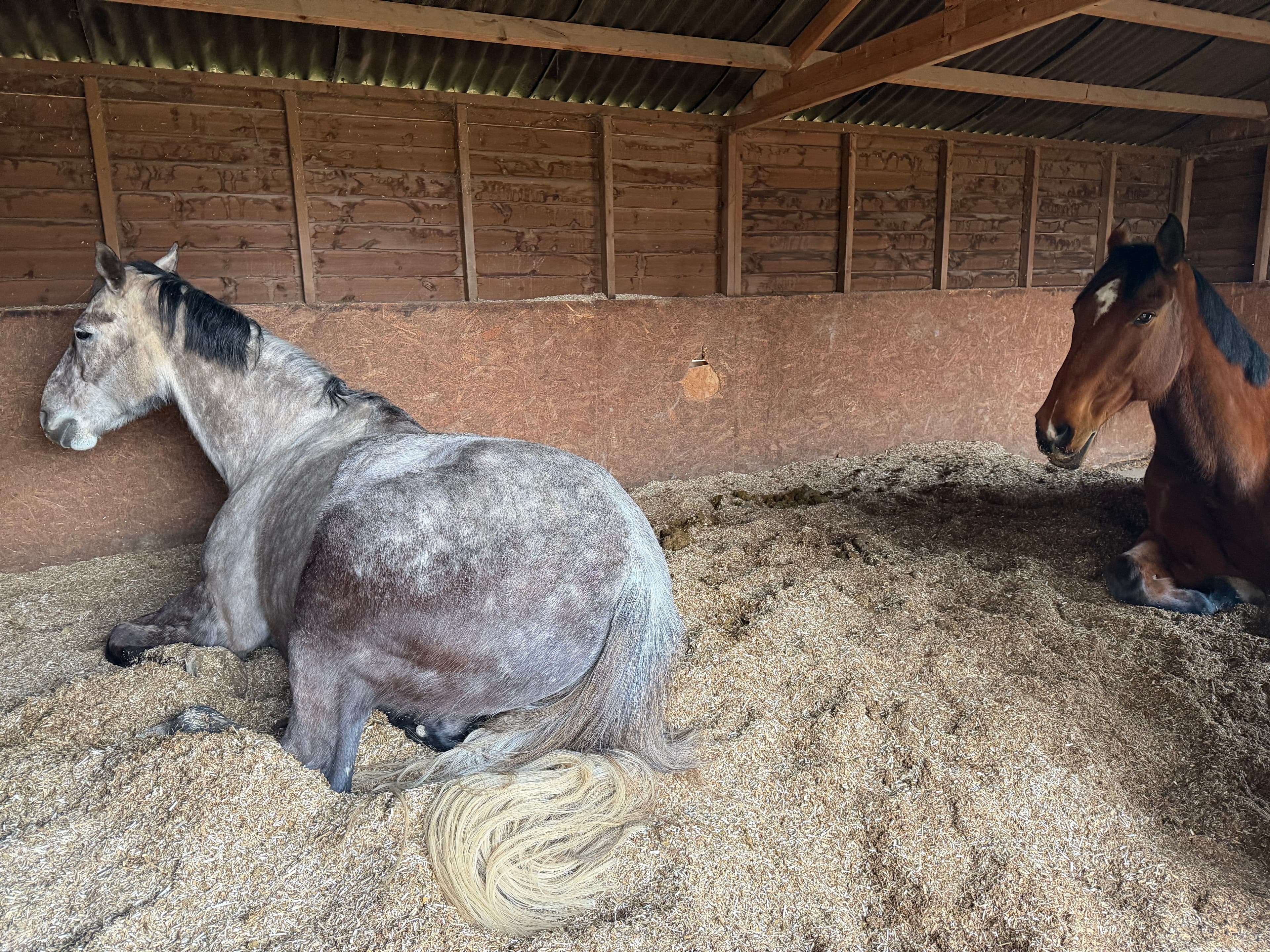 Spilsted equestrian