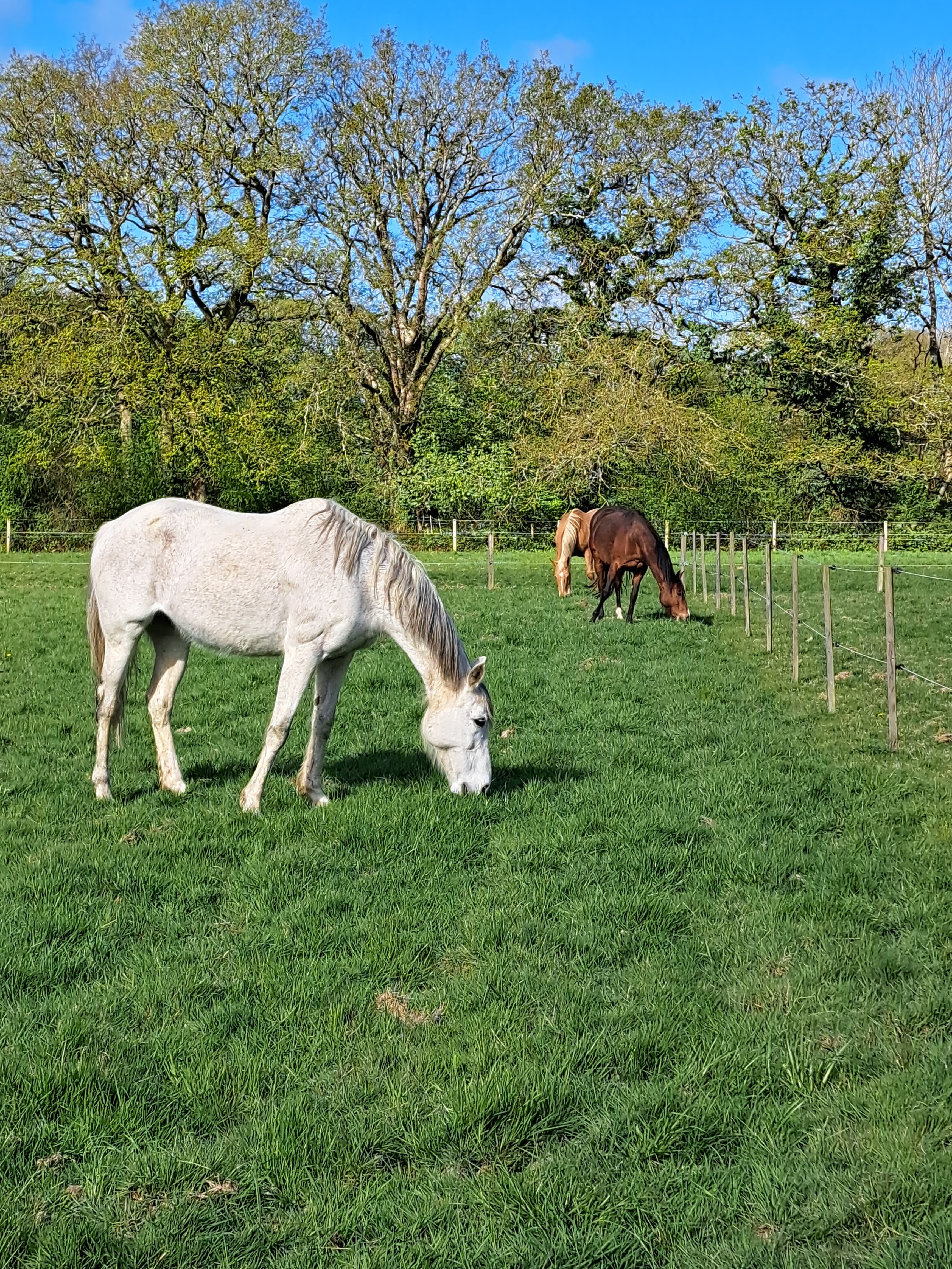Retirement and Rehab Livery