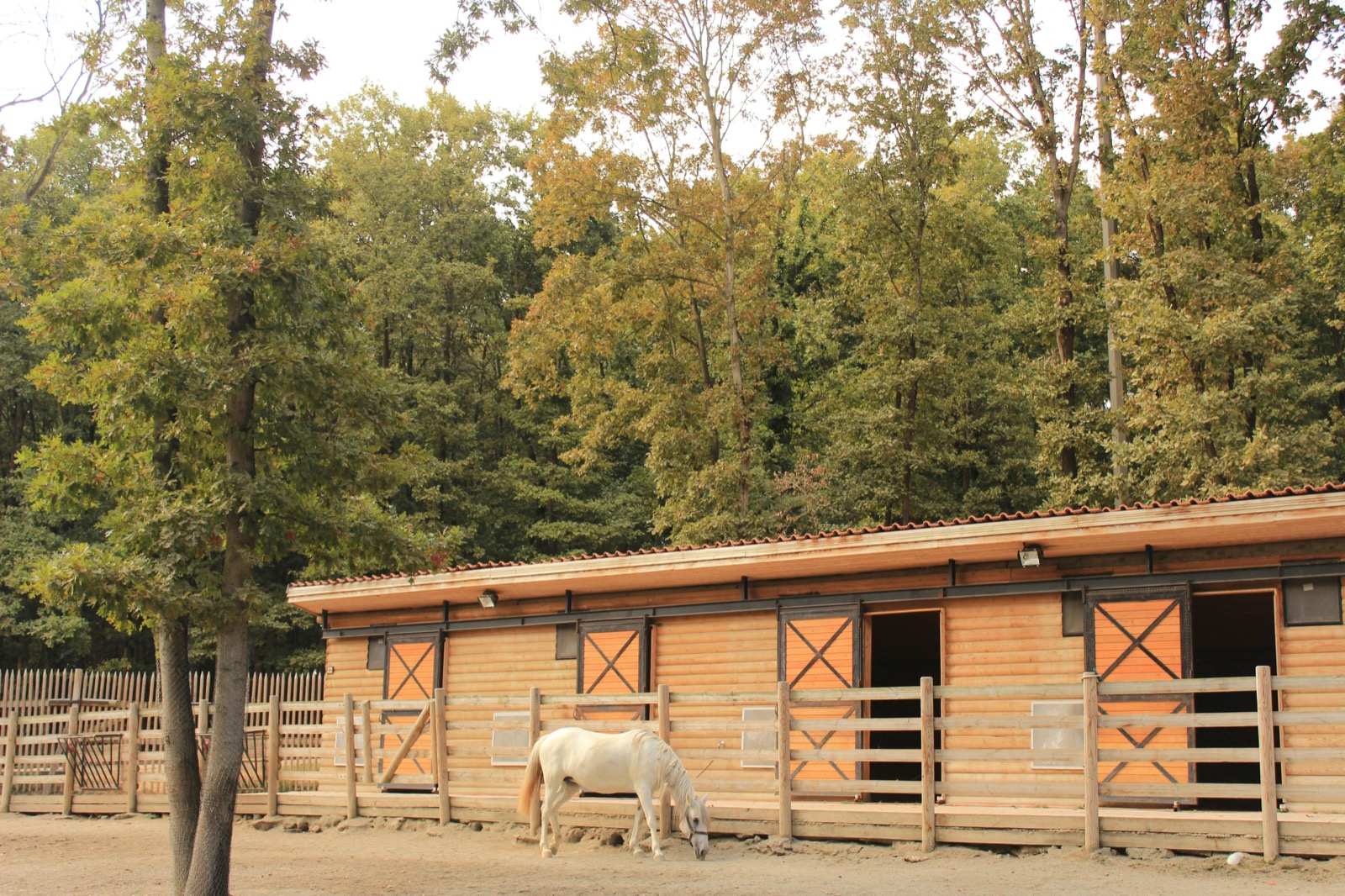 A timber-framed UK livery yard set against autumn woodland, a single white horse grazing in the foreground paddock.
