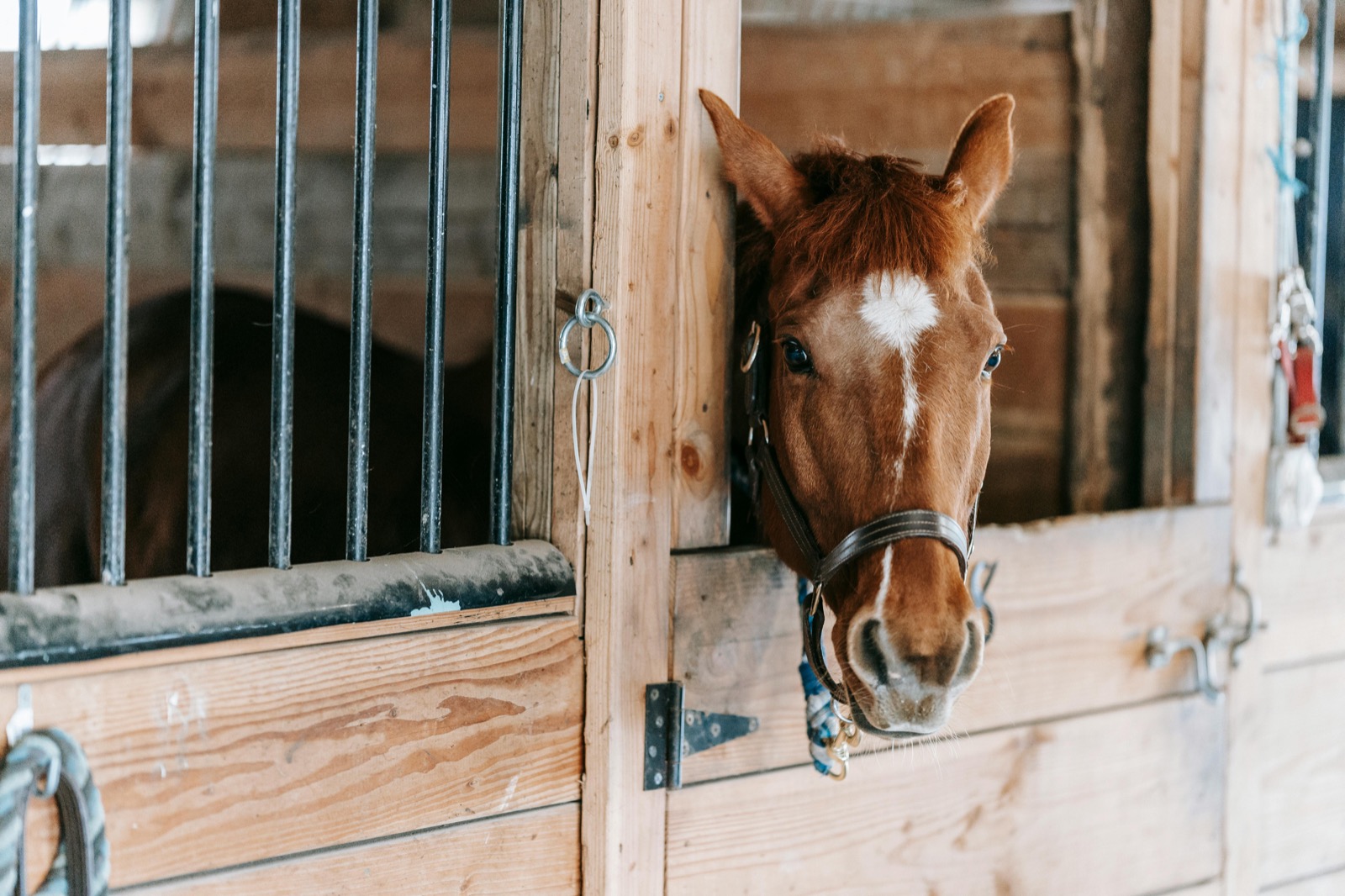 A chestnut horse with a white blaze looking out from a stable door, ears forward, watching the yard.