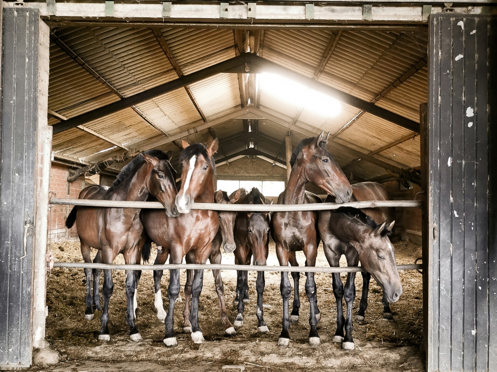 A small herd of bay horses in a wooden stable, framed by the open barn doors — the kind of yard a horse owner is trying to find online.